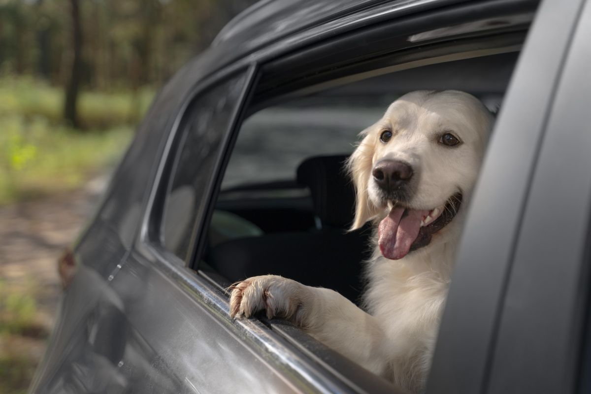 Quelles sont les règles pour voyager en voiture avec son chien ?